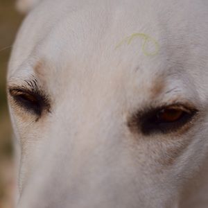 Meet your Posher, Alonzo